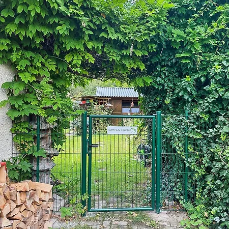 Sunny Lily Facing The Swiss Alps - Montana * Crans-Montana